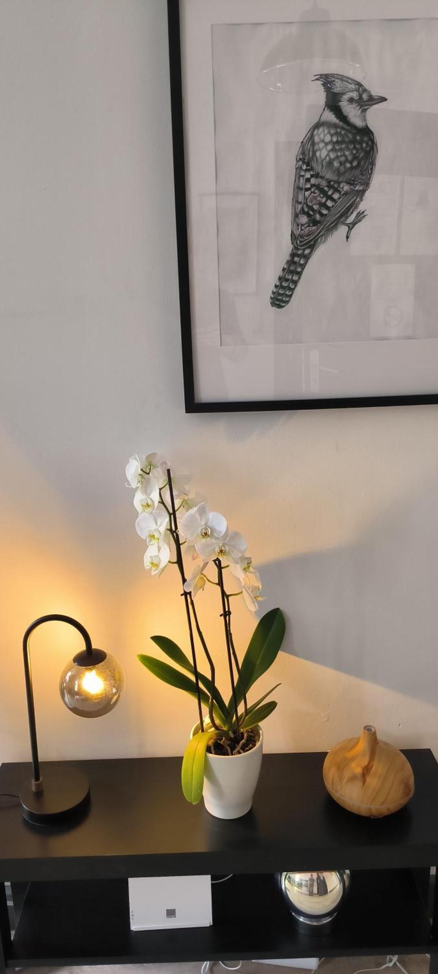 Appartement Sous Les Remparts Καρκασόν Εξωτερικό φωτογραφία